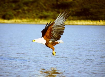 An African Fish Eagle